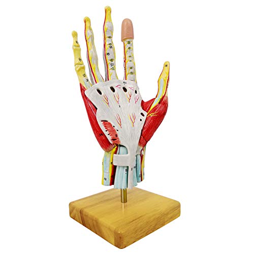 2023 New Medical Anatomical Hand Skeleton Model W/ Muscles Ligaments Nerves and Blood Vessels, 7 Parts, Life Size, Magnetic Easy Mounting (Hand Model)