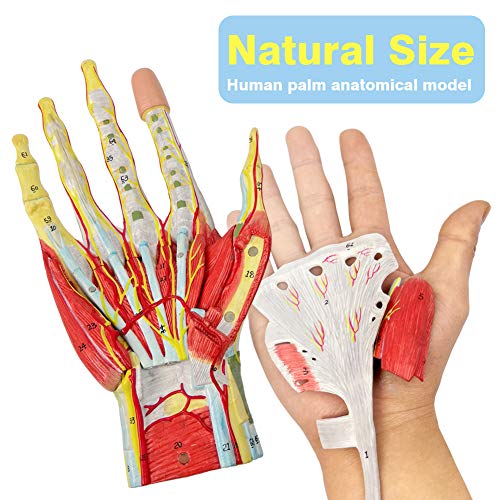 2023 New Medical Anatomical Hand Skeleton Model W/ Muscles Ligaments Nerves and Blood Vessels, 7 Parts, Life Size, Magnetic Easy Mounting (Hand Model)