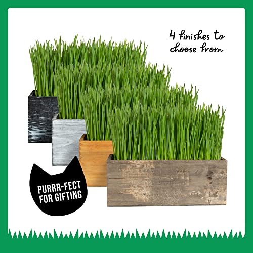 The Cat Ladies Cat Grass Kit Complete with Rustic Wood Planter, Organic Seed and Soil. Easy to Grow - Great for Indoor or Outdoor Cat, Dogs and Other Pets. Prevent Hairballs and Aid Digestion…