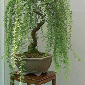 Bonsai Green Weeping Willow Tree Cutting - Thick Trunk Start, Dwarf Bonsai Material. Ships from Iowa, USA