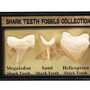 Set of 3 Authentic Prehistoric Real Shark Teeth Fossil with Card,Megalodon Shark Tooth,Sand Shark Tooth&Helicoprion Shark Tooth Kit for Collection and Education