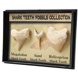 Set of 3 Authentic Prehistoric Real Shark Teeth Fossil with Card,Megalodon Shark Tooth,Sand Shark Tooth&Helicoprion Shark Tooth Kit for Collection and Education