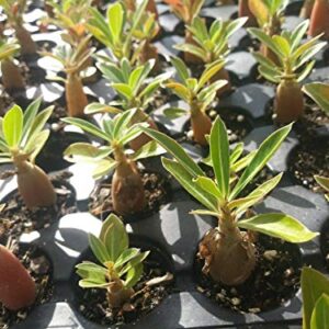 12 Live Plants 1.5 to 3" Desert Rose Seedlings in Assorted Colors -