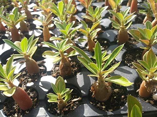 12 Live Plants 1.5 to 3" Desert Rose Seedlings in Assorted Colors -