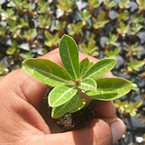 12 Live Plants 1.5 to 3" Desert Rose Seedlings in Assorted Colors -