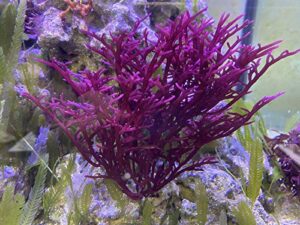 live saltwater plant red bush gracilaria macro algae - 1 inch frag