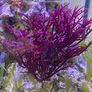 Live Saltwater Plant Red Bush Gracilaria Macro Algae - 1 Inch Frag