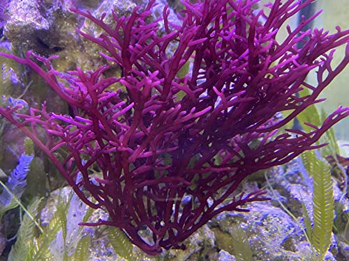 Live Saltwater Plant Red Bush Gracilaria Macro Algae - 1 Inch Frag