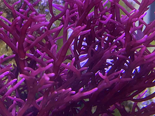 Live Saltwater Plant Red Bush Gracilaria Macro Algae - 1 Inch Frag