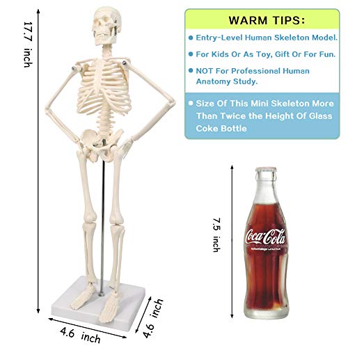 2023 Newest Design Human Skeleton Model for Anatomy,17.7“ High Scientific Anatomy Human Body Model,with Movable Arms and Legs Bones Structures,Whole Spine and Ribs of The Skeleton Model are Integrated