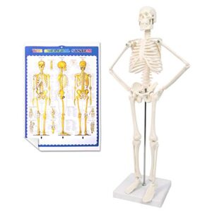 2023 newest design human skeleton model for anatomy,17.7“ high scientific anatomy human body model,with movable arms and legs bones structures,whole spine and ribs of the skeleton model are integrated