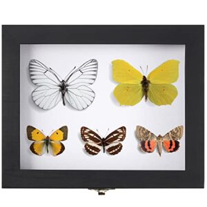 Insect Display Case Box Collection Box with Clear Top, EVA Foam Pinning Board and 100 Pieces Pins Insect Shadow Box Kit Entomology Supplies for Collecting Butterfly Specimen (Black)