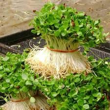 Radish Sprouting Seeds | Non GMO | Grown in USA | (1/4 Pound)