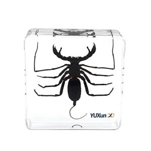 animal insect whip scorpion specimen taxidermy paperweight for science education