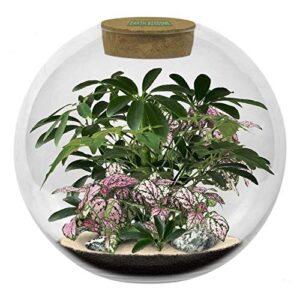 earth 8-inch diameter glass biodome | thick terrarium grows polka dot plants, lush umbrella plants and china dolls