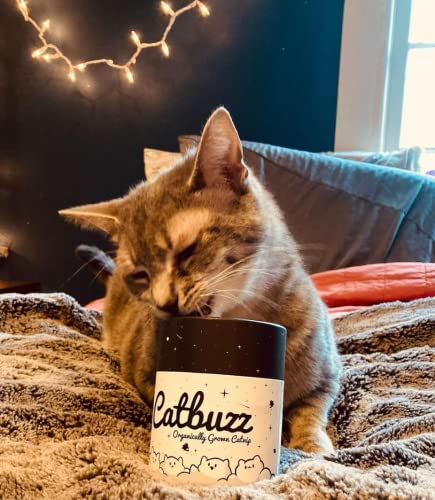 Catbuzz Premium and Organically Grown Catnip, Fresh, Grown by Family Farmers in USA, All-Natural, Eco-Friendly, Sustainable