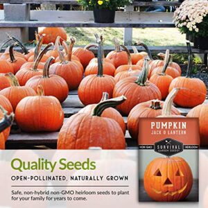 Survival Garden Seeds - Jack-O-Lantern Pumpkin Seed for Planting - Packet with Instructions to Plant and Grow Orange Carving Pumpkins in Your Home Vegetable Garden - Non-GMO Heirloom Variety