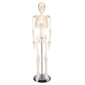 human skeleton model for anatomy mini human skeleton model with metal stand - 33.4 inches tall with removable arms and legs scientific study painted and numbered muscle insertion and origin points