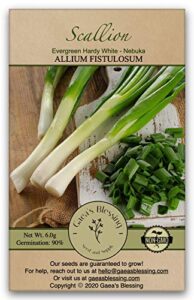 gaea's blessing seeds - scallion seeds - non-gmo seeds with easy to follow planting instructions - bunching evergreen hardy white nebuka 90% germination rate 3.5g