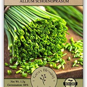 Gaea's Blessing Seeds - Chives Seeds (1000 Seeds) Non-GMO Seeds with Easy to Follow Planting Instructions - Open-Pollinated Heirloom 88% Germination Rate 1.5g (Single Packet)