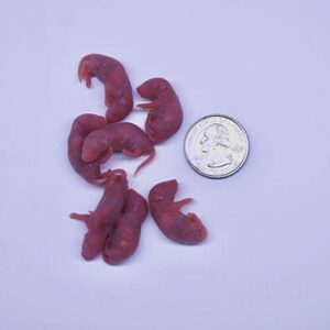 MiceDirect Frozen Small Pinkie Feeder Mice Food for Corn Snakes Ball Pythons Lizards (50 Count)