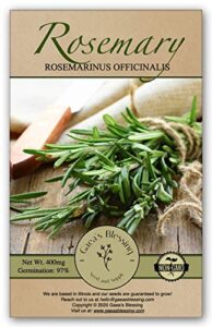 gaea's blessing seeds - rosemary seeds - heirloom non-gmo seeds with easy to follow instructions 97% germination rate (single pack)