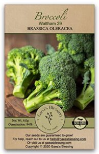 gaea's blessing seeds - broccoli seeds - waltham 29 - non-gmo with easy to follow instructions open pollinated, 94% germination rate