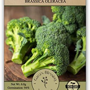 Gaea's Blessing Seeds - Broccoli Seeds - Waltham 29 - Non-GMO with Easy to Follow Instructions Open Pollinated, 94% Germination Rate