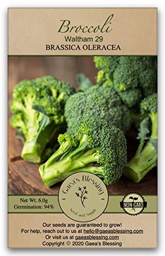 Gaea's Blessing Seeds - Broccoli Seeds - Waltham 29 - Non-GMO with Easy to Follow Instructions Open Pollinated, 94% Germination Rate