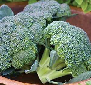 Gaea's Blessing Seeds - Broccoli Seeds - Waltham 29 - Non-GMO with Easy to Follow Instructions Open Pollinated, 94% Germination Rate