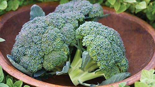 Gaea's Blessing Seeds - Broccoli Seeds - Waltham 29 - Non-GMO with Easy to Follow Instructions Open Pollinated, 94% Germination Rate