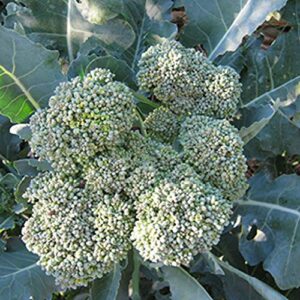 Gaea's Blessing Seeds - Broccoli Seeds - Waltham 29 - Non-GMO with Easy to Follow Instructions Open Pollinated, 94% Germination Rate