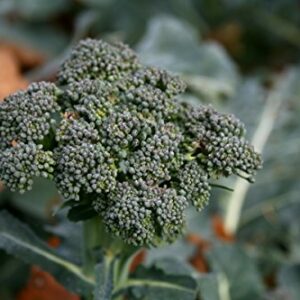 Gaea's Blessing Seeds - Broccoli Seeds - Waltham 29 - Non-GMO with Easy to Follow Instructions Open Pollinated, 94% Germination Rate