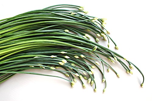 Gaea's Blessing Seeds - Garlic Chives Seeds (1.5g) Non-GMO High Yield Open-Pollinated Heirloom Chinese Leek 90% Germination Rate