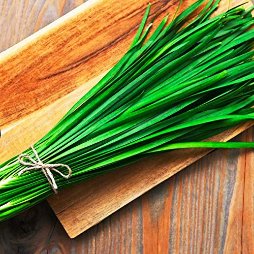 Gaea's Blessing Seeds - Garlic Chives Seeds (1.5g) Non-GMO High Yield Open-Pollinated Heirloom Chinese Leek 90% Germination Rate