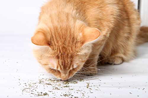 Purple Haze Catnip, Premium Blend Safe for Cats, Infused with Maximum Potency Your Kitty is Sure to Go Crazy for (1 Cup)