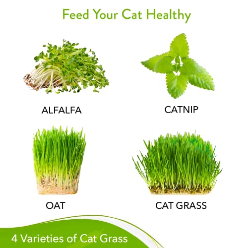 3200+ Cat Grass Seeds - Catnip Seeds, Alfalfa Seeds, Oat Seeds, and Oat & Barley Mix - Grow Cat Grass for Indoor Cats - Cat Grass Seeds Bulk - Refill Cat Growing Grass Kit - Heirloom Herb Seed