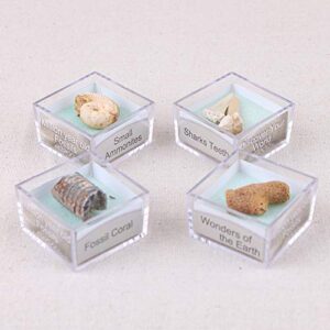 transparent specimen box,protolith specimen ammonite shark teeth gastropod coral fossils stone collection - random style