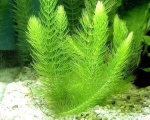 hornwort bunch - | ceratophyllum demersum - beginner tropical live aquarium plant