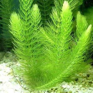 Hornwort Bunch - | Ceratophyllum Demersum - Beginner Tropical Live Aquarium Plant