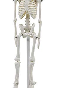 Miniature Human Skeleton Model, 8" Tall - with Mount & Stand - Anatomical Model, Articulated, Flexible Joints - Eisco Labs