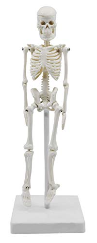 Miniature Human Skeleton Model, 8" Tall - with Mount & Stand - Anatomical Model, Articulated, Flexible Joints - Eisco Labs