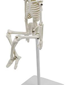 Miniature Human Skeleton Model, 8" Tall - with Mount & Stand - Anatomical Model, Articulated, Flexible Joints - Eisco Labs