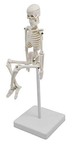 Miniature Human Skeleton Model, 8" Tall - with Mount & Stand - Anatomical Model, Articulated, Flexible Joints - Eisco Labs