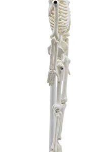 Miniature Human Skeleton Model, 8" Tall - with Mount & Stand - Anatomical Model, Articulated, Flexible Joints - Eisco Labs