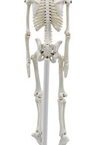 Miniature Human Skeleton Model, 8" Tall - with Mount & Stand - Anatomical Model, Articulated, Flexible Joints - Eisco Labs