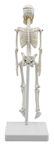 Miniature Human Skeleton Model, 8" Tall - with Mount & Stand - Anatomical Model, Articulated, Flexible Joints - Eisco Labs