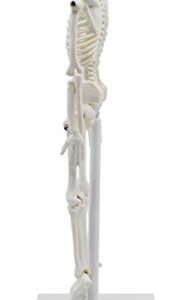 Miniature Human Skeleton Model, 8" Tall - with Mount & Stand - Anatomical Model, Articulated, Flexible Joints - Eisco Labs