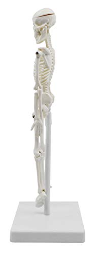 Miniature Human Skeleton Model, 8" Tall - with Mount & Stand - Anatomical Model, Articulated, Flexible Joints - Eisco Labs