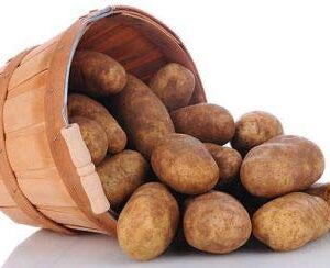 Simply Seed™ - Russet Burbanks - Naturally Grown Seed Potatoes - 5 LBS - Ready for Spring Planting !